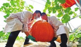 新瓜最新爆料兰州,揭秘城市背后的故事与秘密